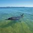 Bottle Nose Dolphins to visit in Bunbury